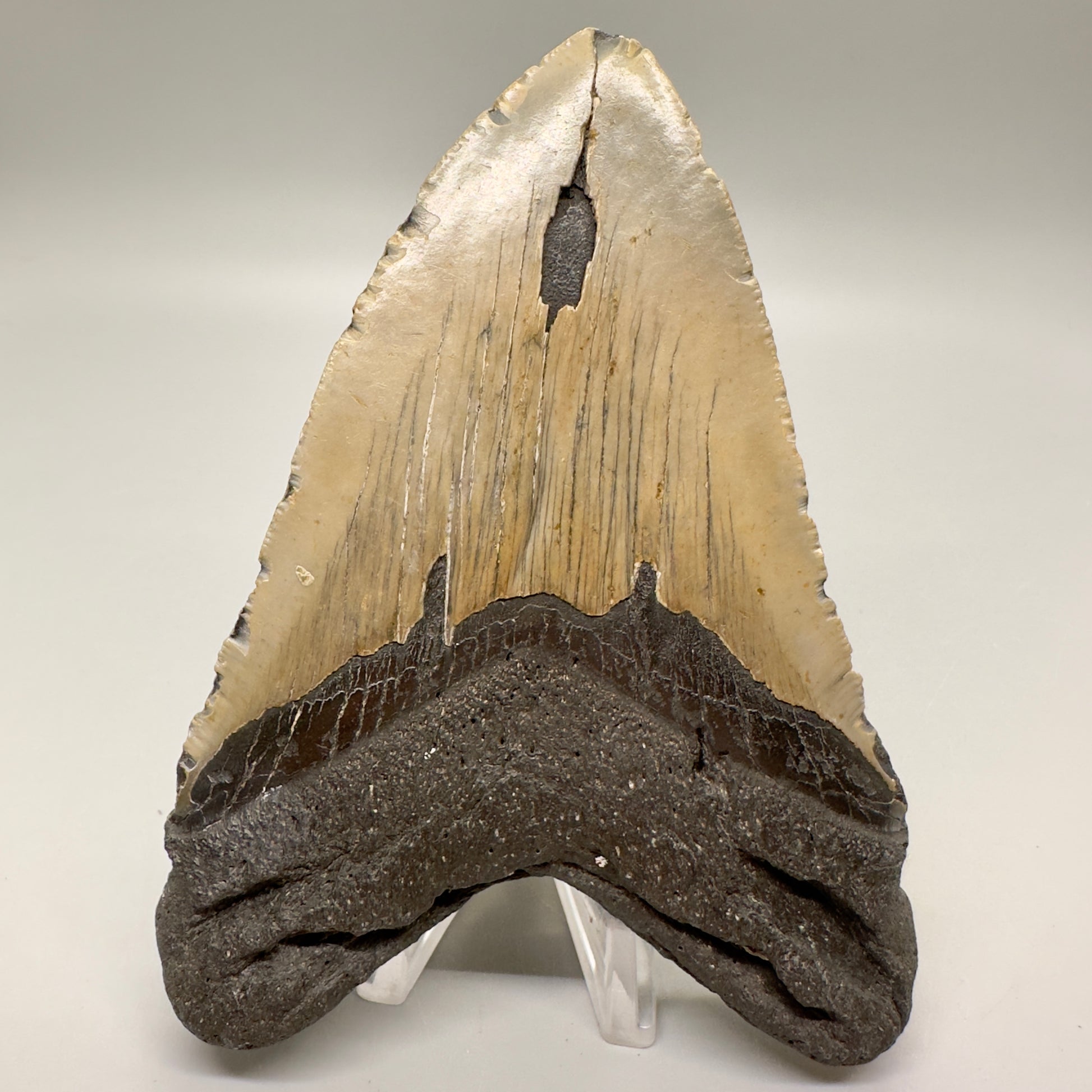 4.88" Colorful Fossil Megalodon Tooth from North Carolina MJ120 - Back