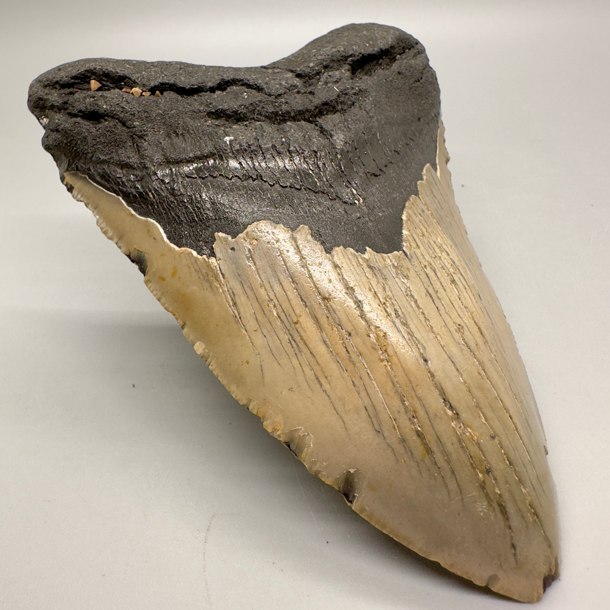 4.88" Colorful Fossil Megalodon Tooth from North Carolina MJ120 - Front left