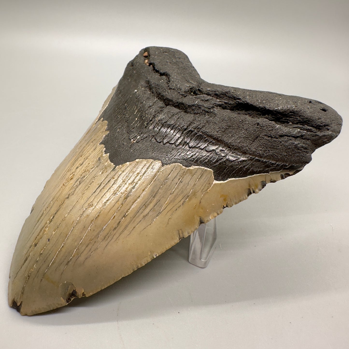 4.88" Colorful Fossil Megalodon Tooth from North Carolina MJ120 - Front right