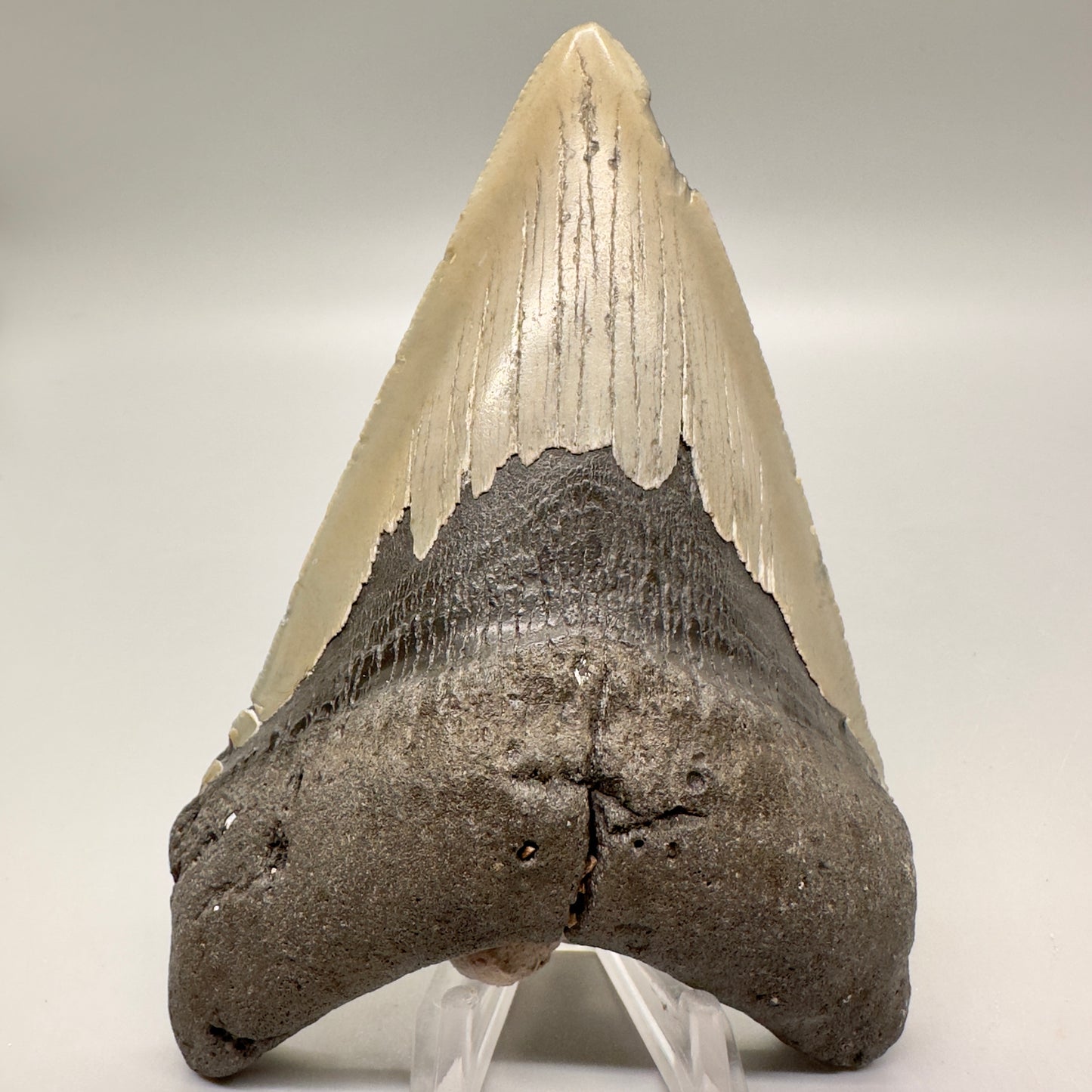 Gorgeous colors, lower 5.15" Fossil Megalodon Tooth - North Carolina MJ121 - Front