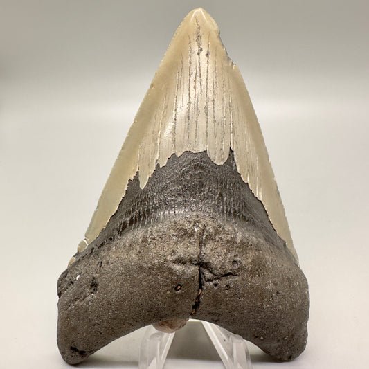 Gorgeous colors, lower 5.15" Fossil Megalodon Tooth - North Carolina MJ121 - Front