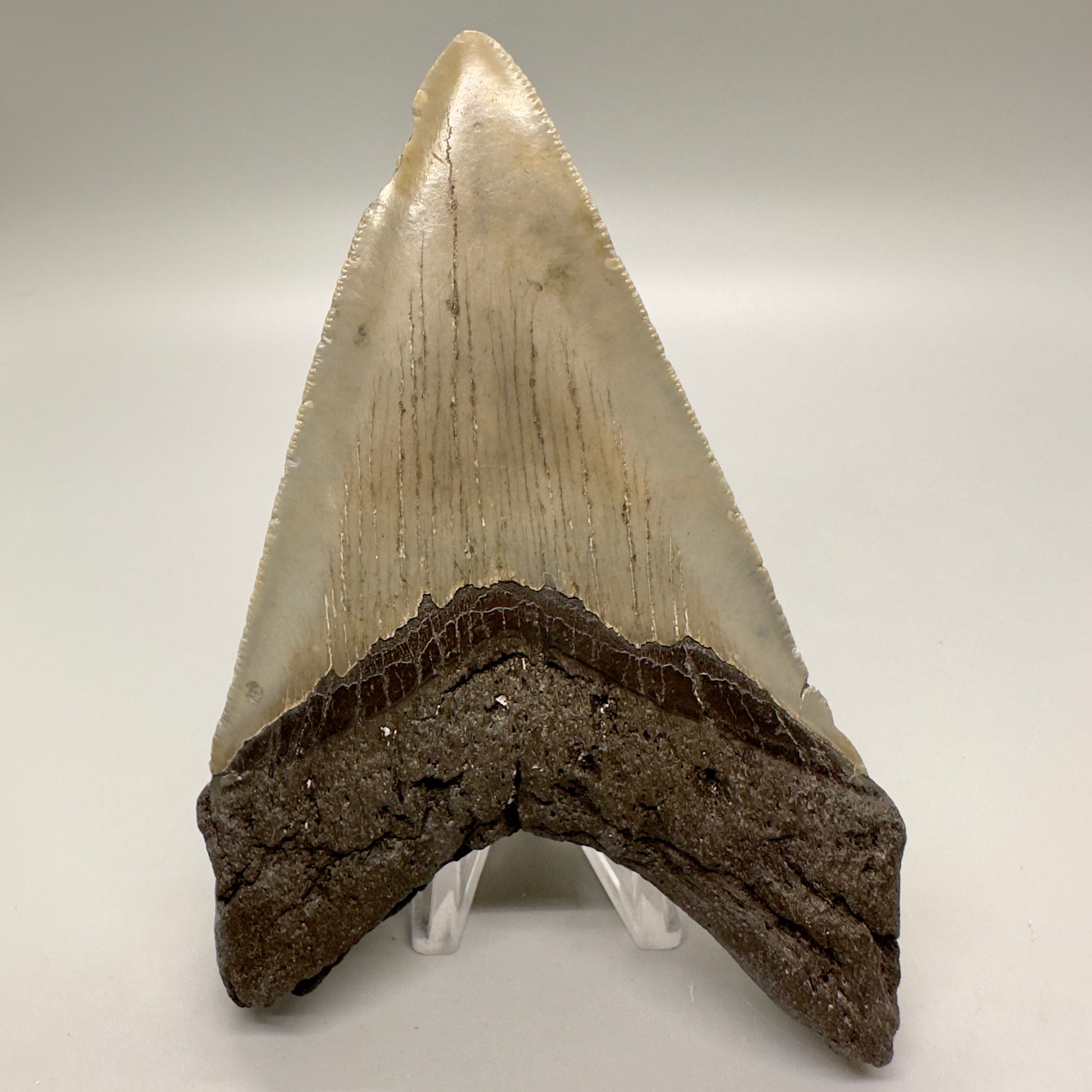 Gorgeous colors, lower 5.15" Fossil Megalodon Tooth - North Carolina MJ121 - Back