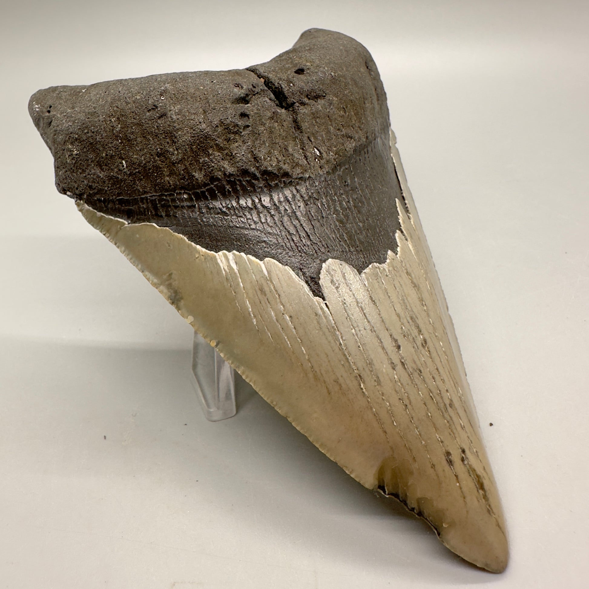 Gorgeous colors, lower 5.15" Fossil Megalodon Tooth - North Carolina MJ121 - Front left