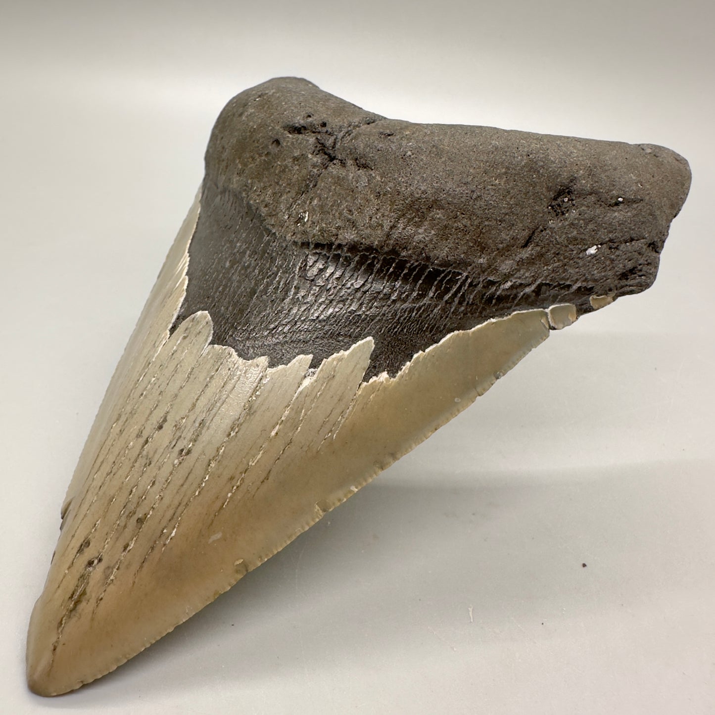Gorgeous colors, lower 5.15" Fossil Megalodon Tooth - North Carolina MJ121 - Front right