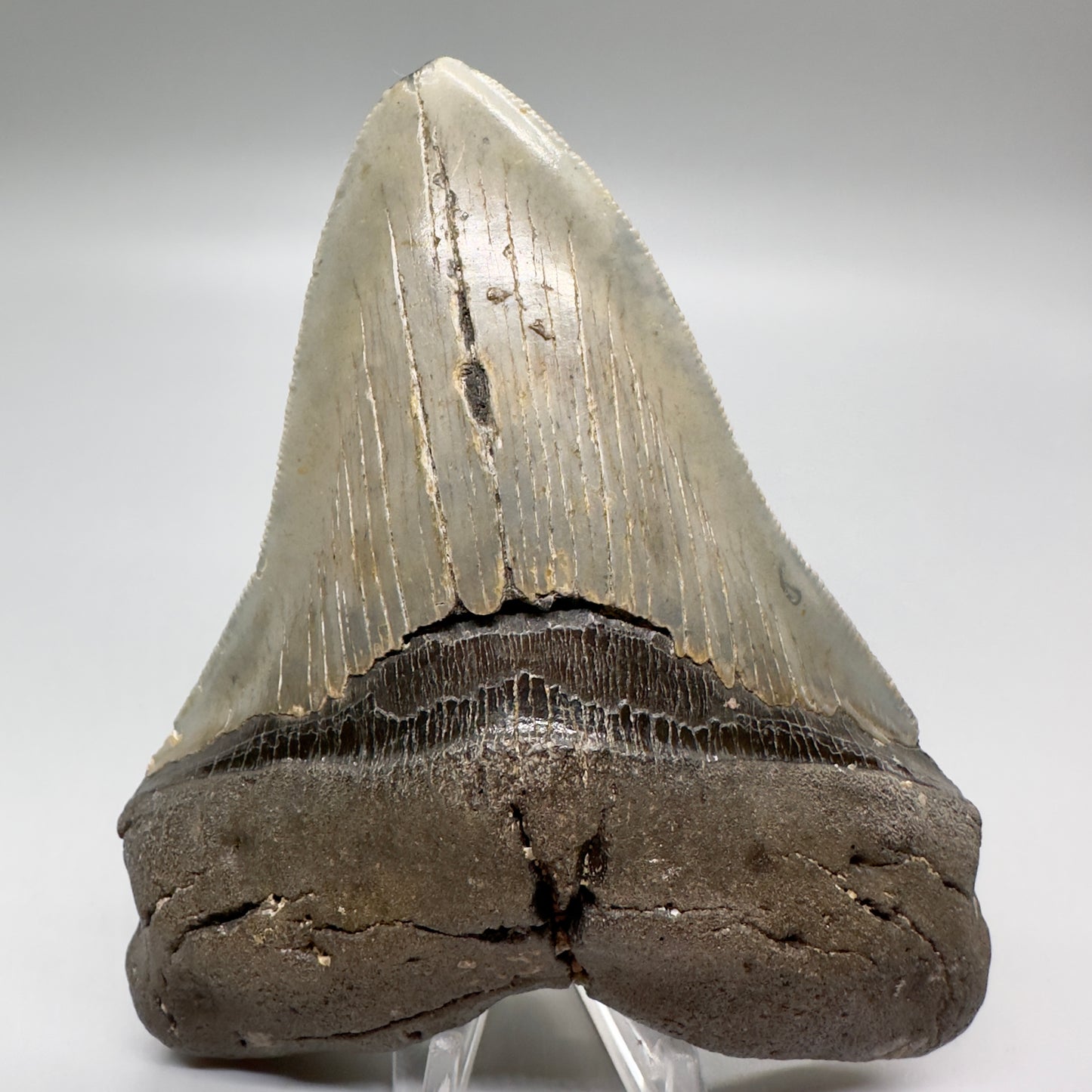 Serrated , heart-shape 4.90" Colorful Fossil Megalodon Tooth from North Carolina MJ119 - Front