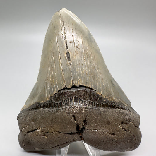 Serrated , heart-shape 4.90" Colorful Fossil Megalodon Tooth from North Carolina MJ119 - Front