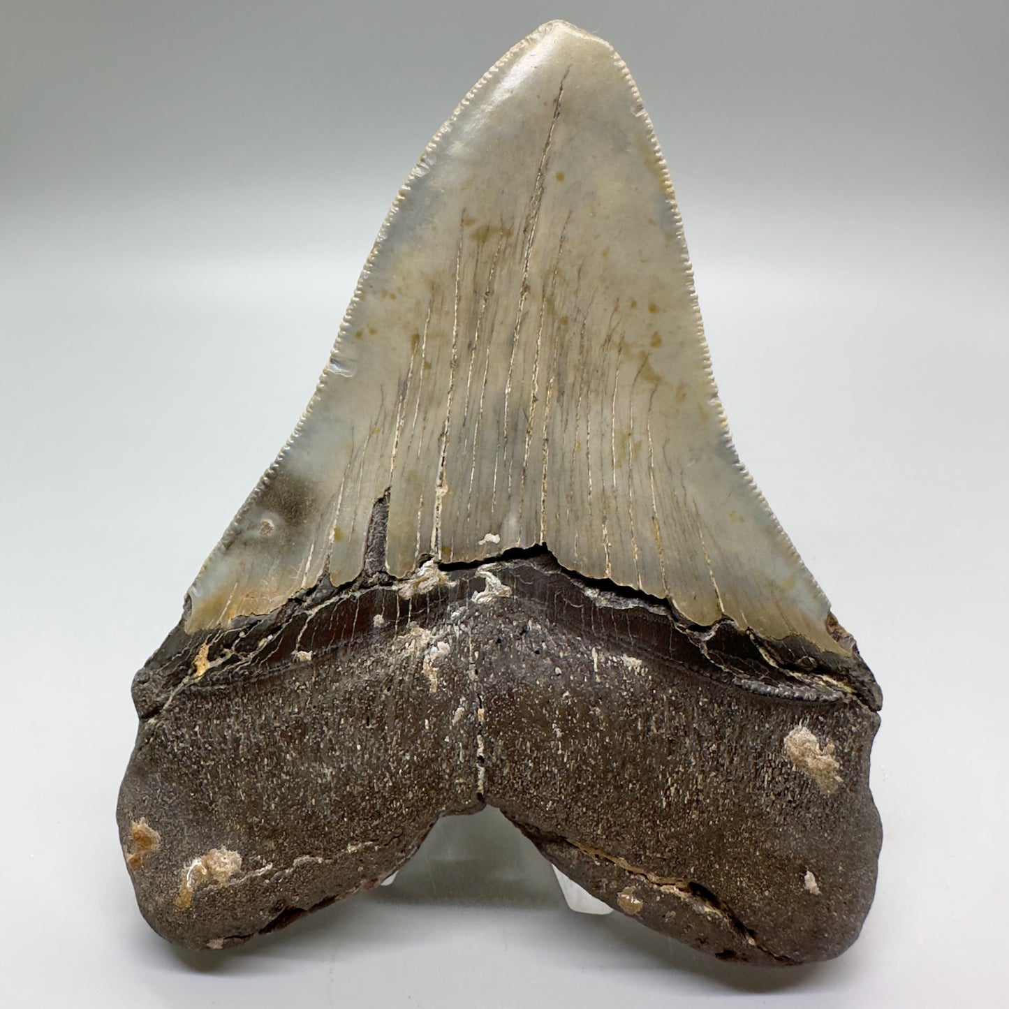 Serrated , heart-shape 4.90" Colorful Fossil Megalodon Tooth from North Carolina MJ119 - Back