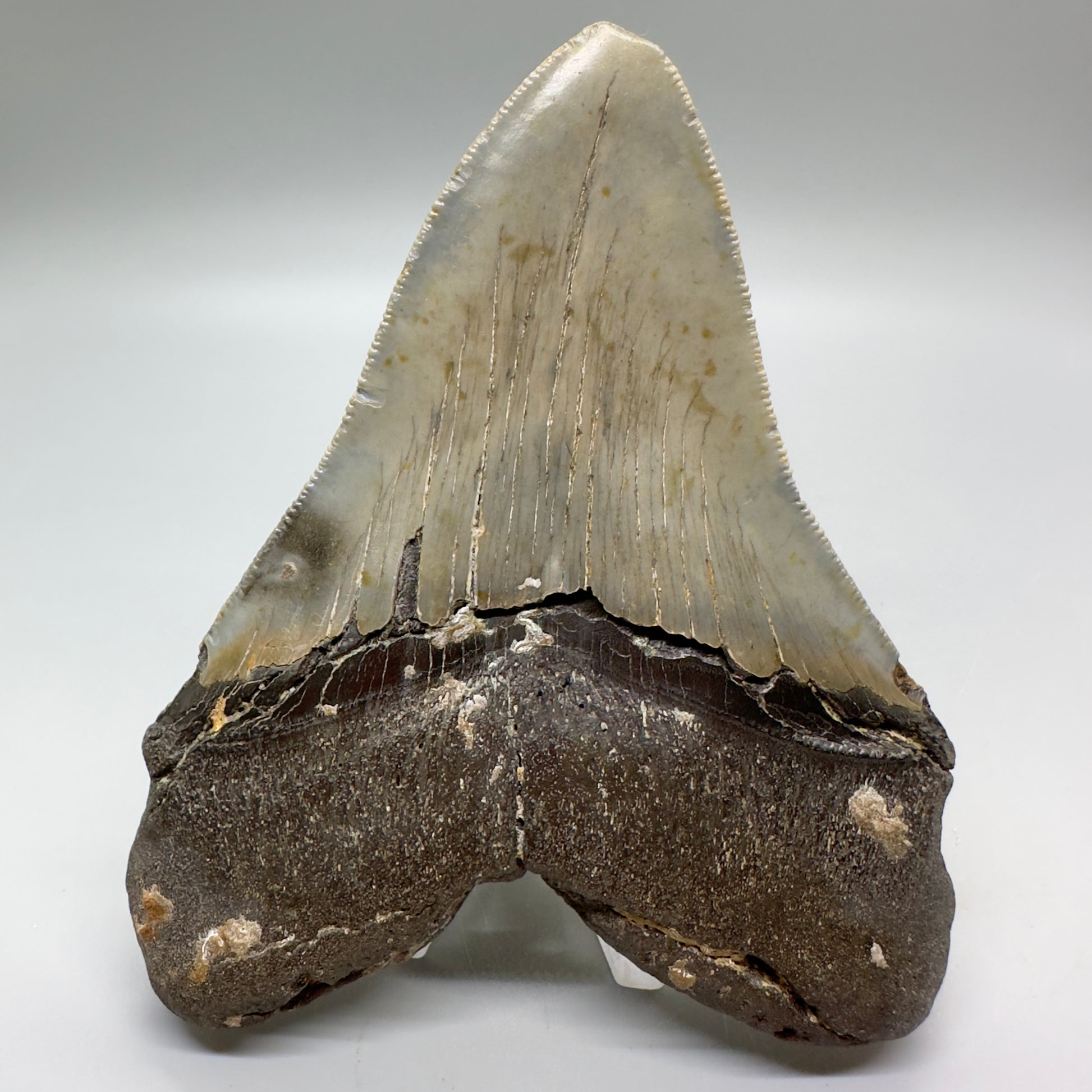 Serrated , heart-shape 4.90" Colorful Fossil Megalodon Tooth from North Carolina MJ119 - Back