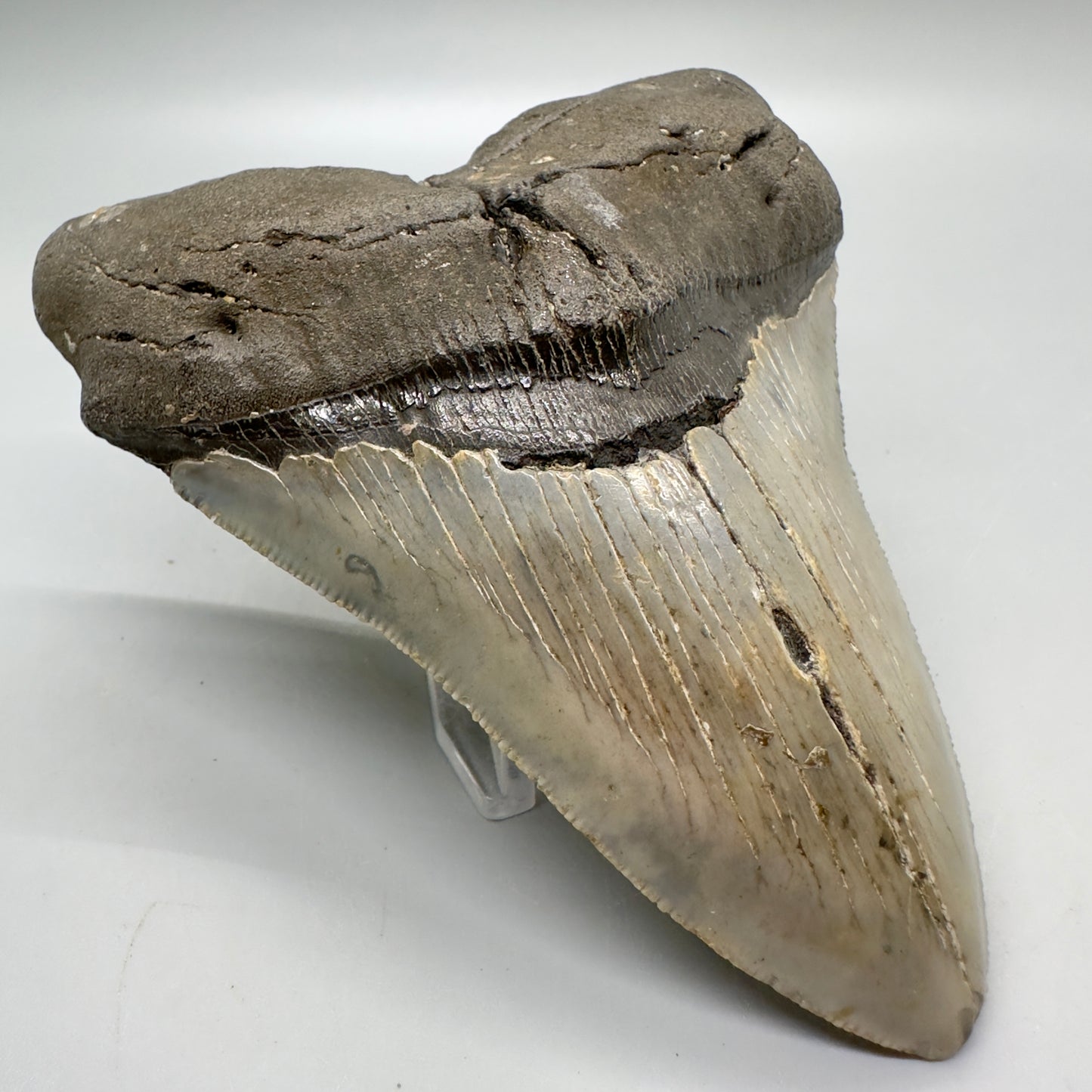 Serrated , heart-shape 4.90" Colorful Fossil Megalodon Tooth from North Carolina MJ119 - Front left