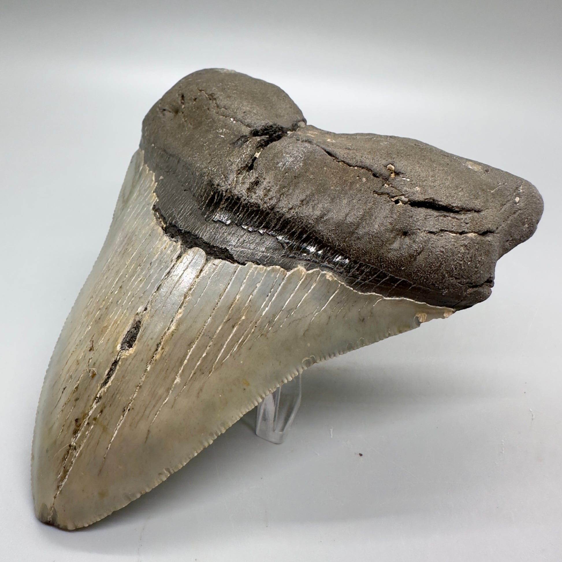 Serrated , heart-shape 4.90" Colorful Fossil Megalodon Tooth from North Carolina MJ119 - Front right