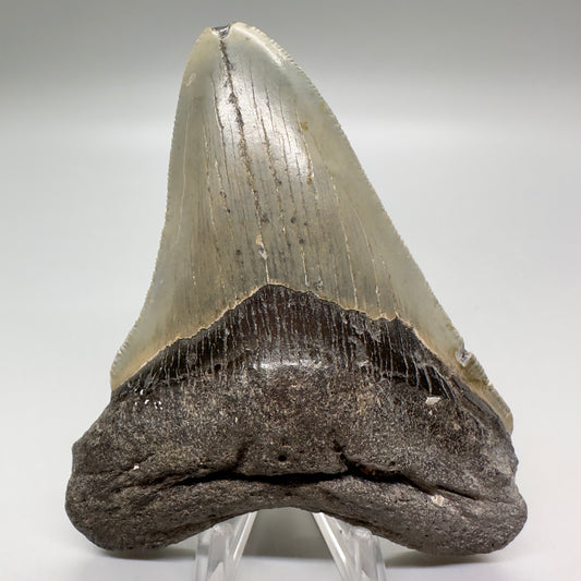Serrated 4.45" Colorful Fossil Megalodon Tooth from North Carolina MJ115 - Front