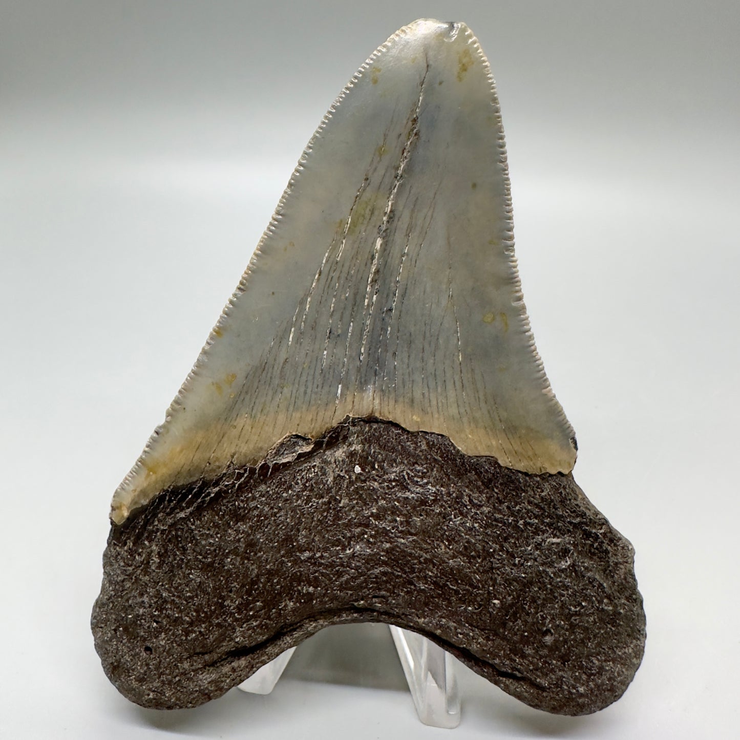 Serrated 4.45" Colorful Fossil Megalodon Tooth from North Carolina MJ115 - Back