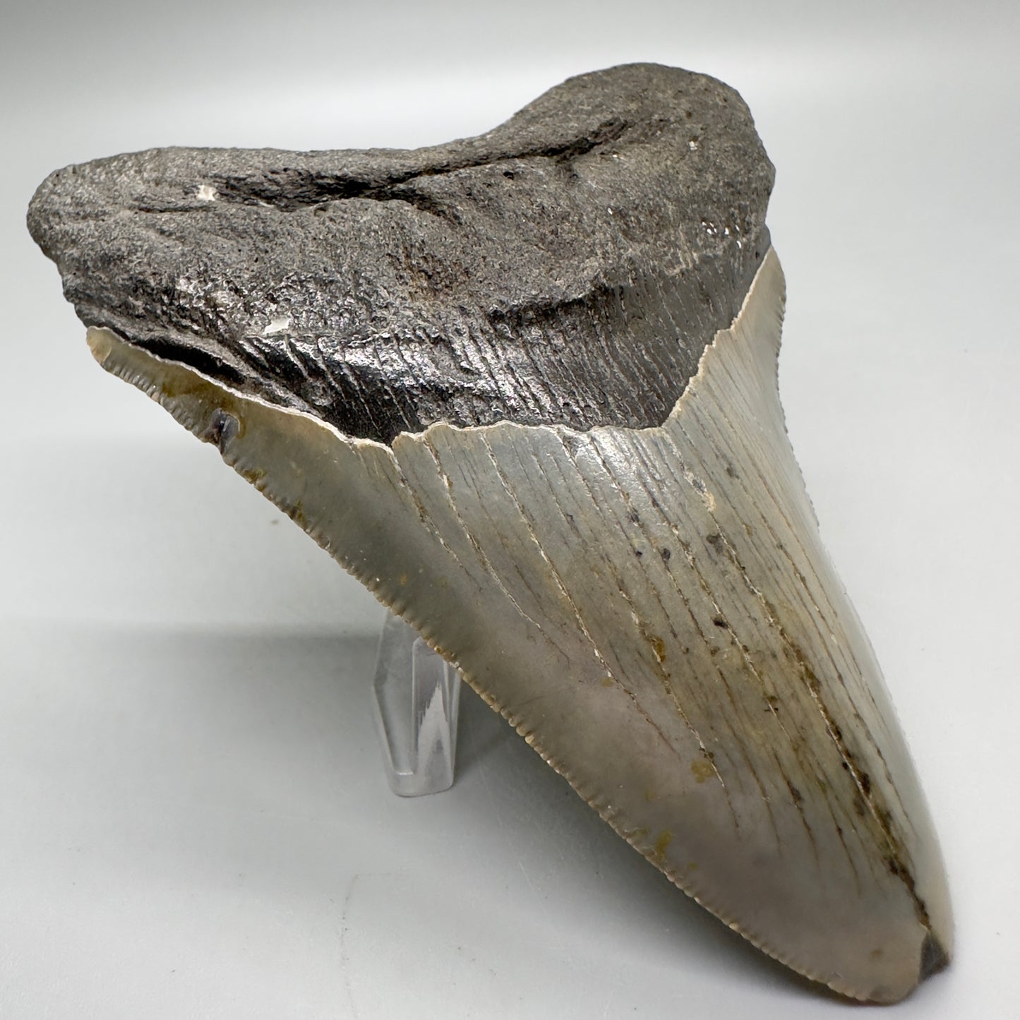 Serrated 4.45" Colorful Fossil Megalodon Tooth from North Carolina MJ115 - Front left