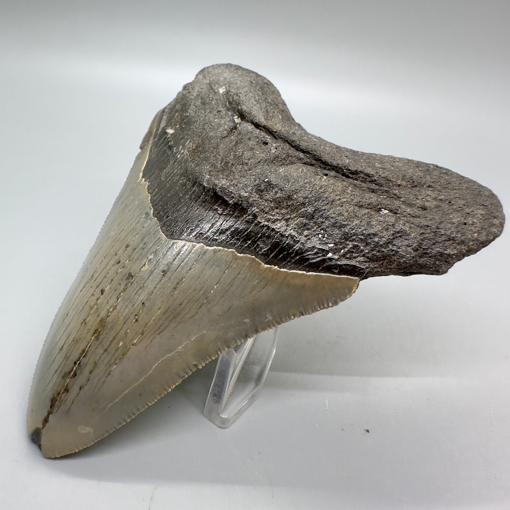 Serrated 4.45" Colorful Fossil Megalodon Tooth from North Carolina MJ115 - Front right