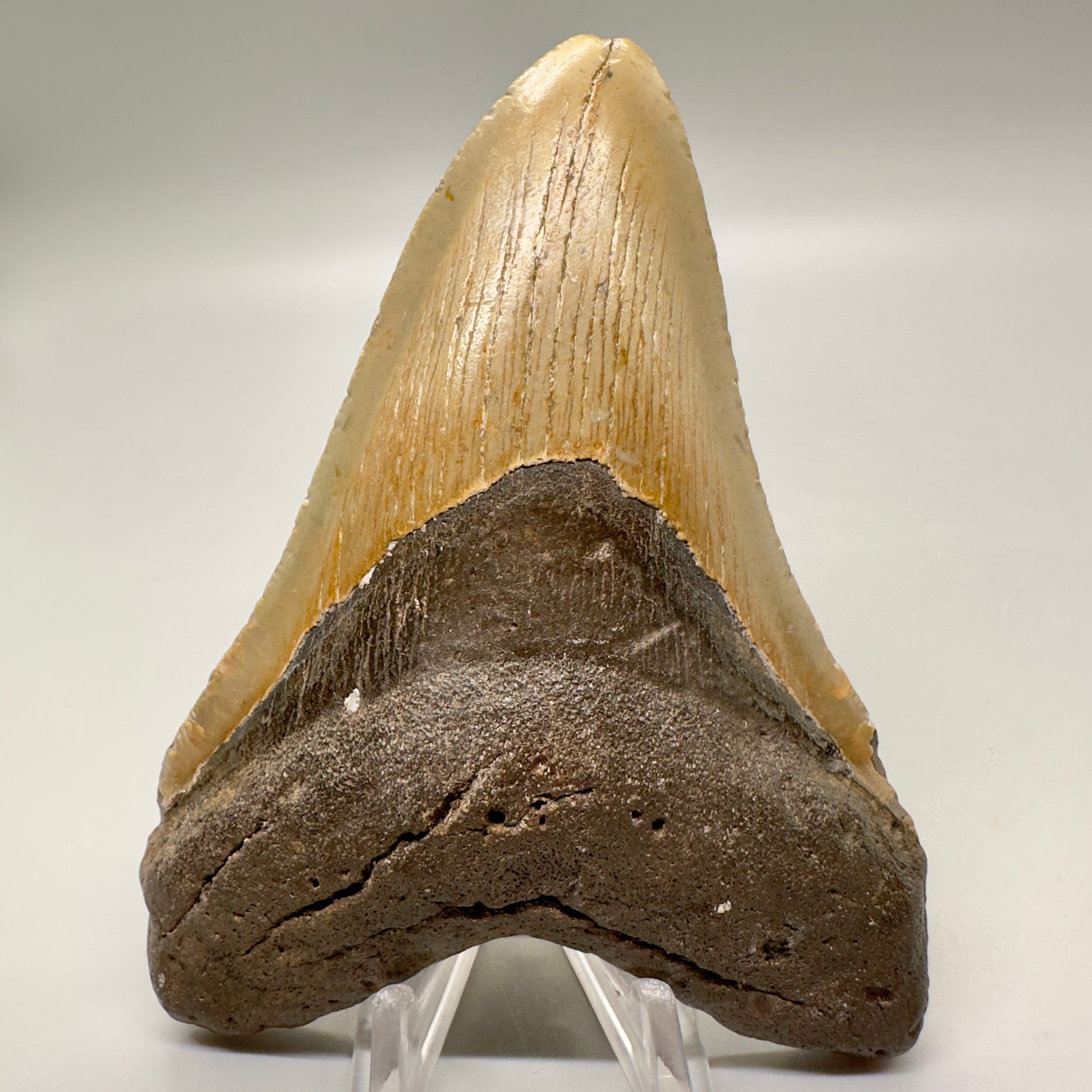Serrated 4.62" Colorful Fossil Megalodon Tooth from North Carolina MJ117 - Front