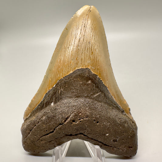 Serrated 4.62" Colorful Fossil Megalodon Tooth from North Carolina MJ117 - Front