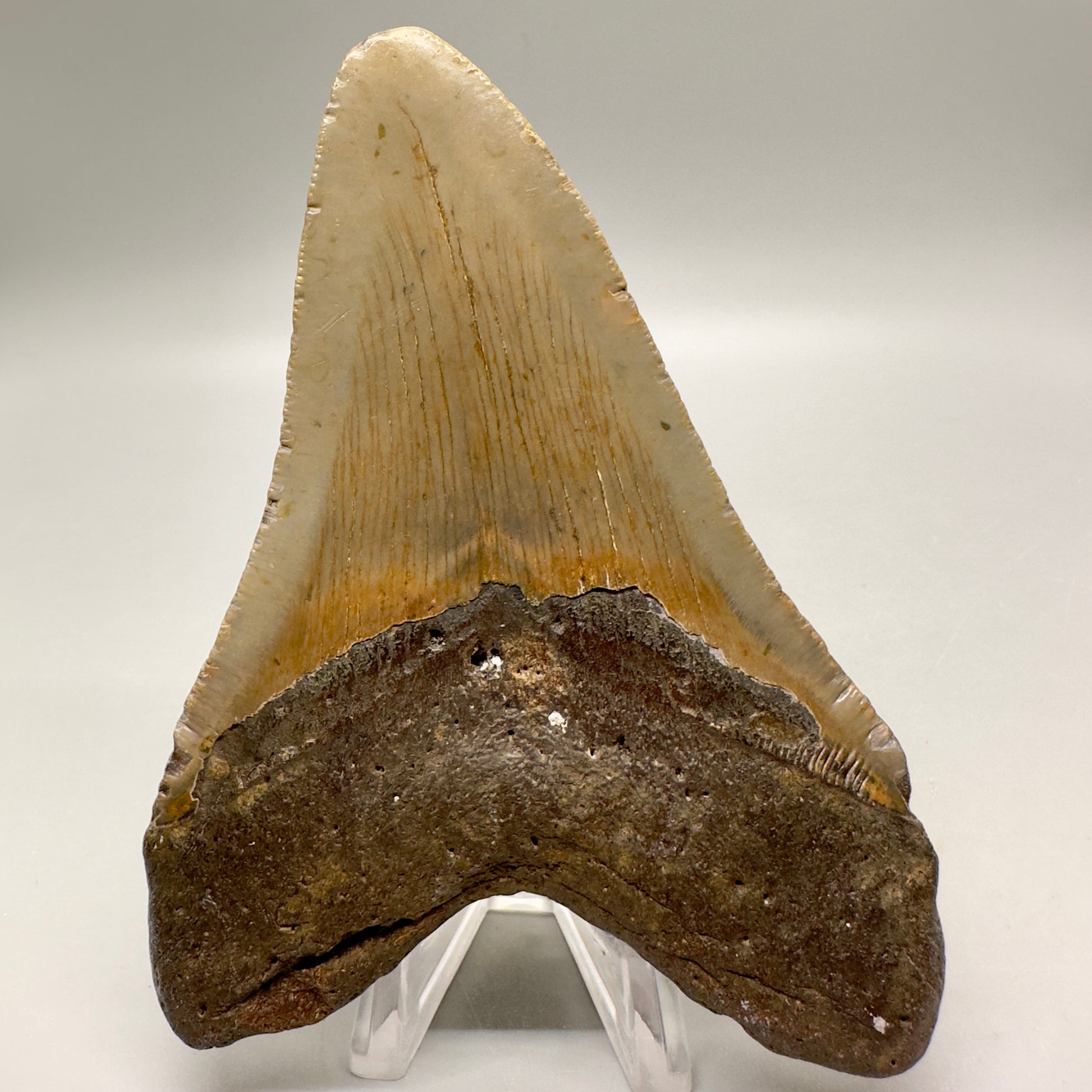 Serrated 4.62" Colorful Fossil Megalodon Tooth from North Carolina MJ117 - Back