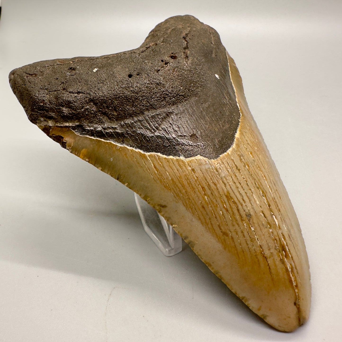 Serrated 4.62" Colorful Fossil Megalodon Tooth from North Carolina MJ117 - Front left