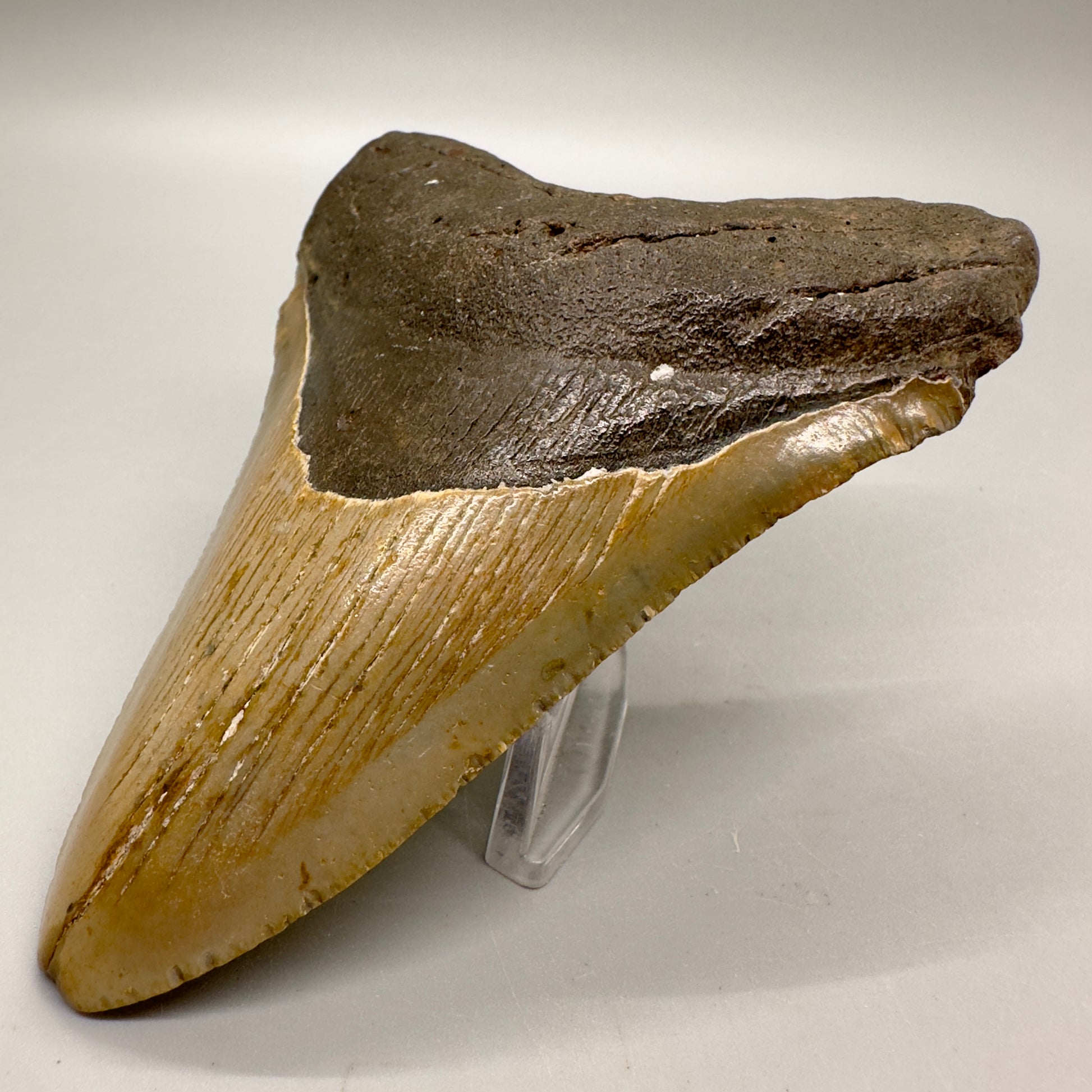 Serrated 4.62" Colorful Fossil Megalodon Tooth from North Carolina MJ117 - Front right