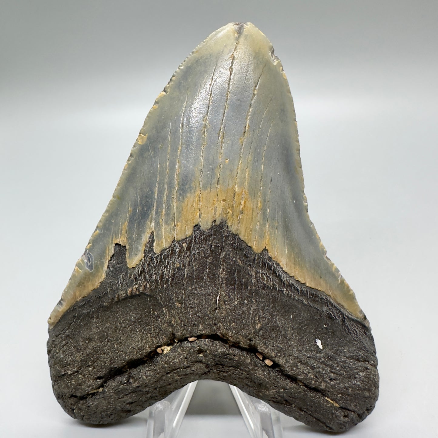 Heart-shape 4.71" Colorful Fossil Megalodon Tooth from North Carolina MJ118 - Front