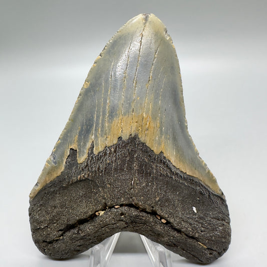 Heart-shape 4.71" Colorful Fossil Megalodon Tooth from North Carolina MJ118 - Front