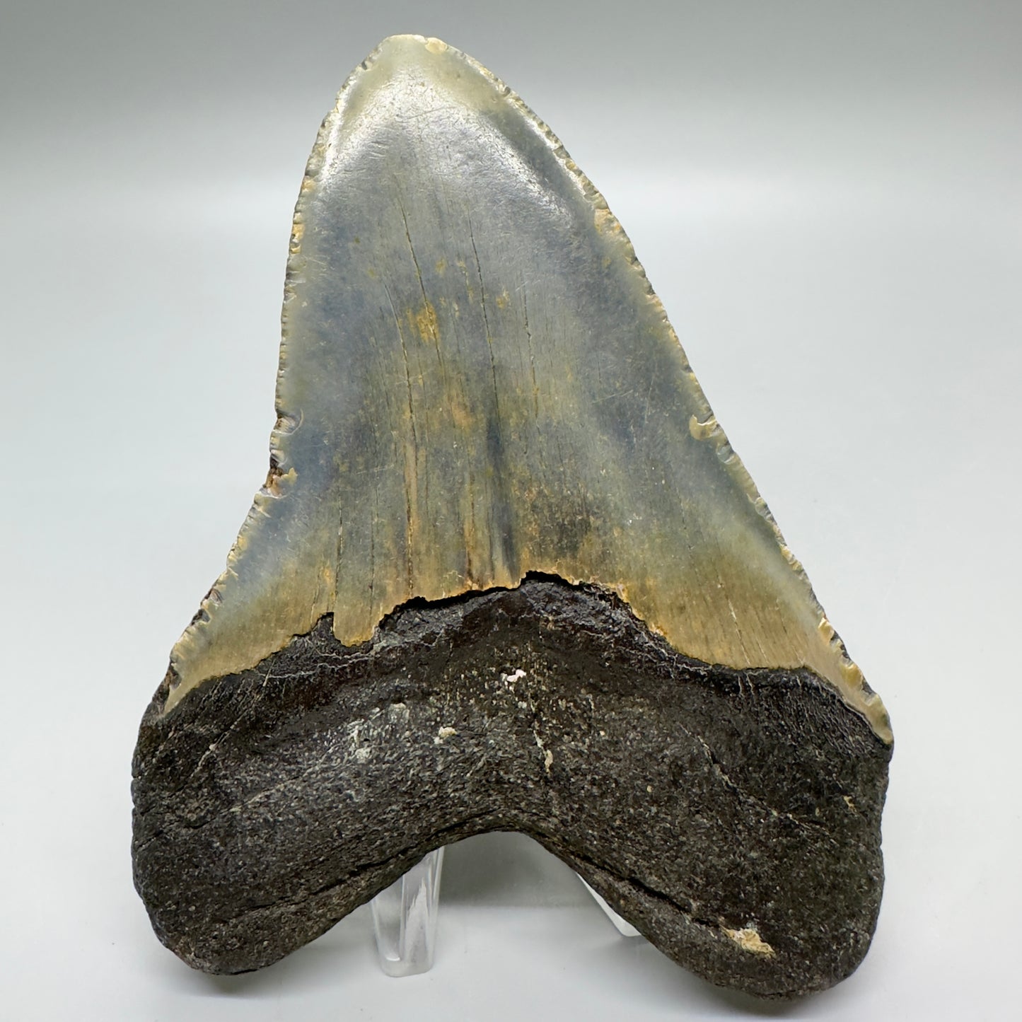 Heart-shape 4.71" Colorful Fossil Megalodon Tooth from North Carolina MJ118 - Back