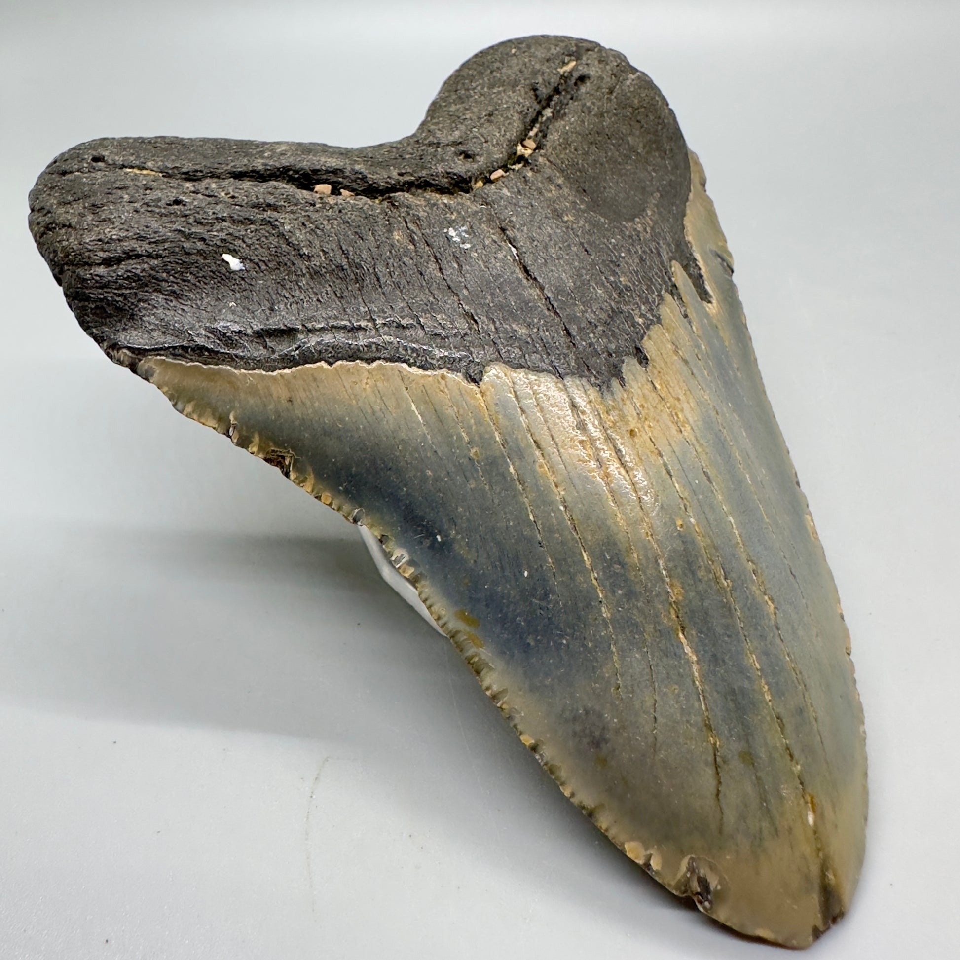Heart-shape 4.71" Colorful Fossil Megalodon Tooth from North Carolina MJ118 - Front left