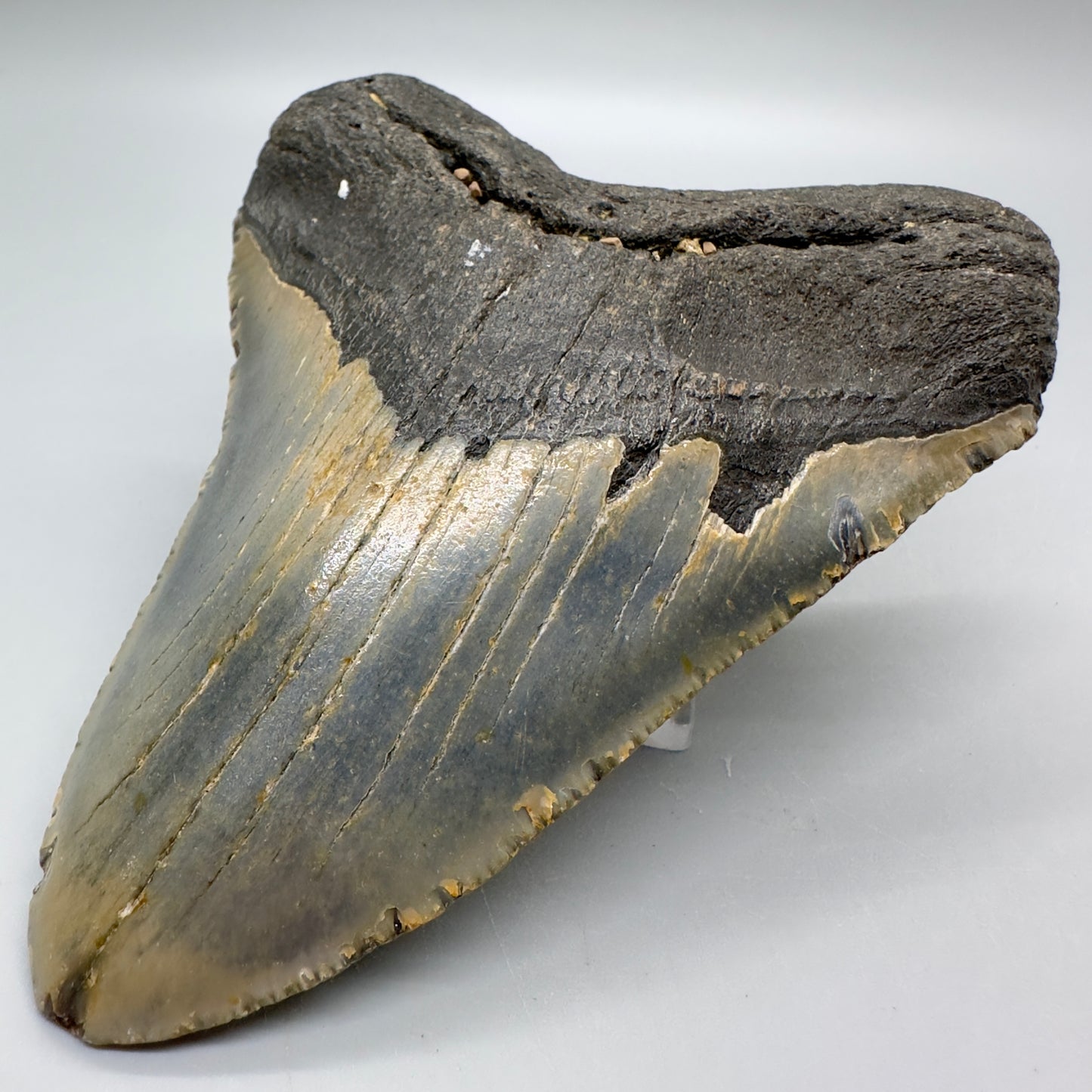 Heart-shape 4.71" Colorful Fossil Megalodon Tooth from North Carolina MJ118 - Front right