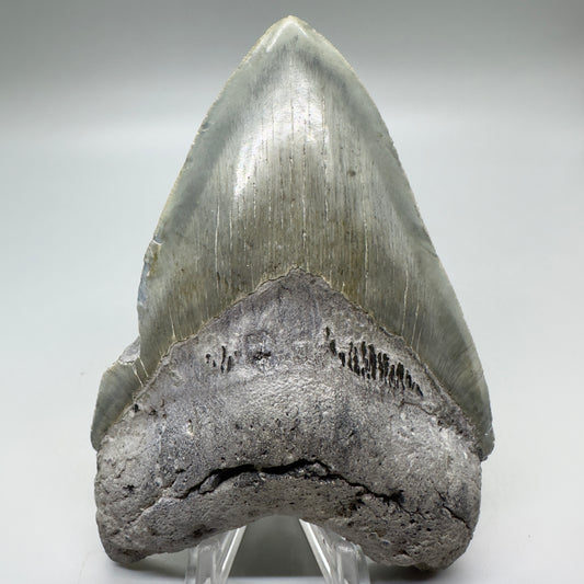 Serrated , heart-shape 4.56" Colorful Fossil Megalodon Tooth from North Carolina MJ116 - Front