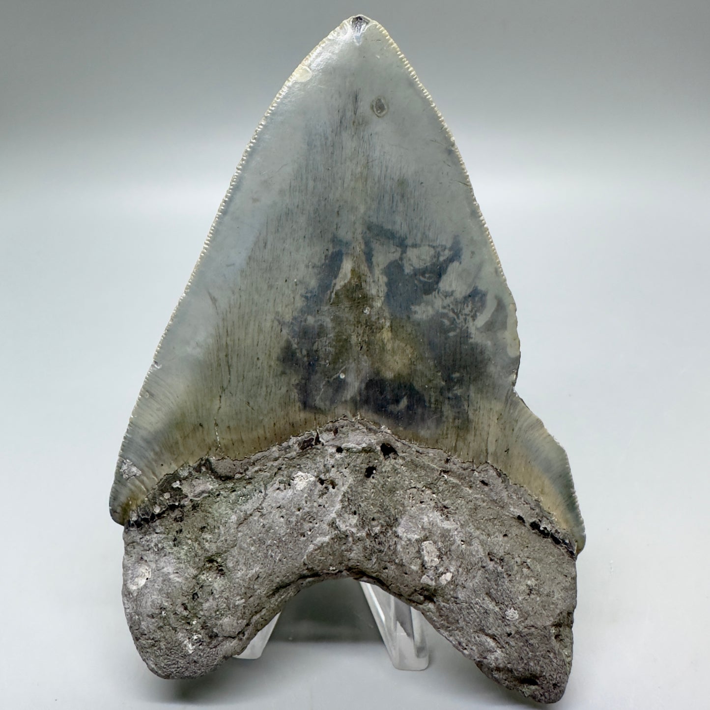 Serrated , heart-shape 4.56" Colorful Fossil Megalodon Tooth from North Carolina MJ116 - Back