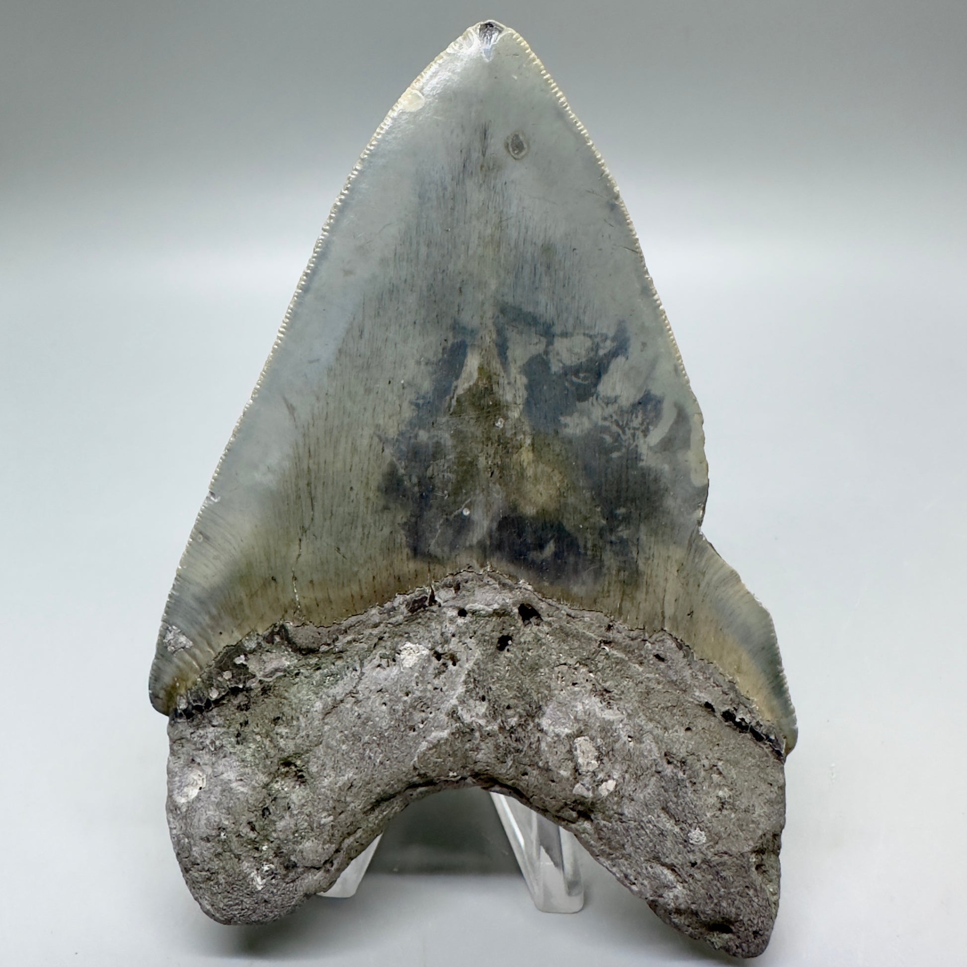 Serrated , heart-shape 4.56" Colorful Fossil Megalodon Tooth from North Carolina MJ116 - Back