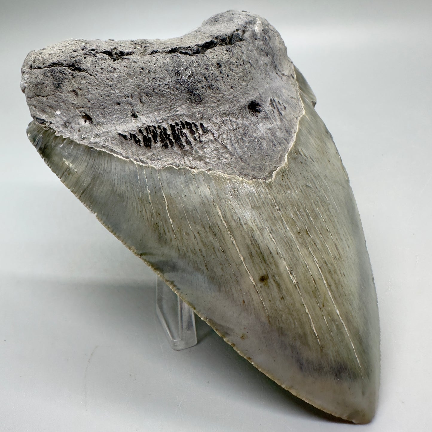 Serrated , heart-shape 4.56" Colorful Fossil Megalodon Tooth from North Carolina MJ116 - Front left
