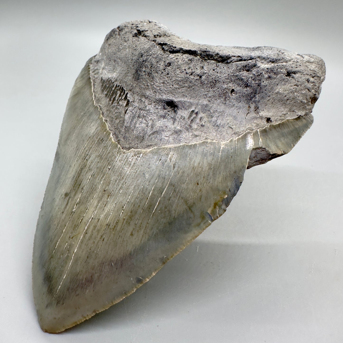 Serrated , heart-shape 4.56" Colorful Fossil Megalodon Tooth from North Carolina MJ116 - Front Right