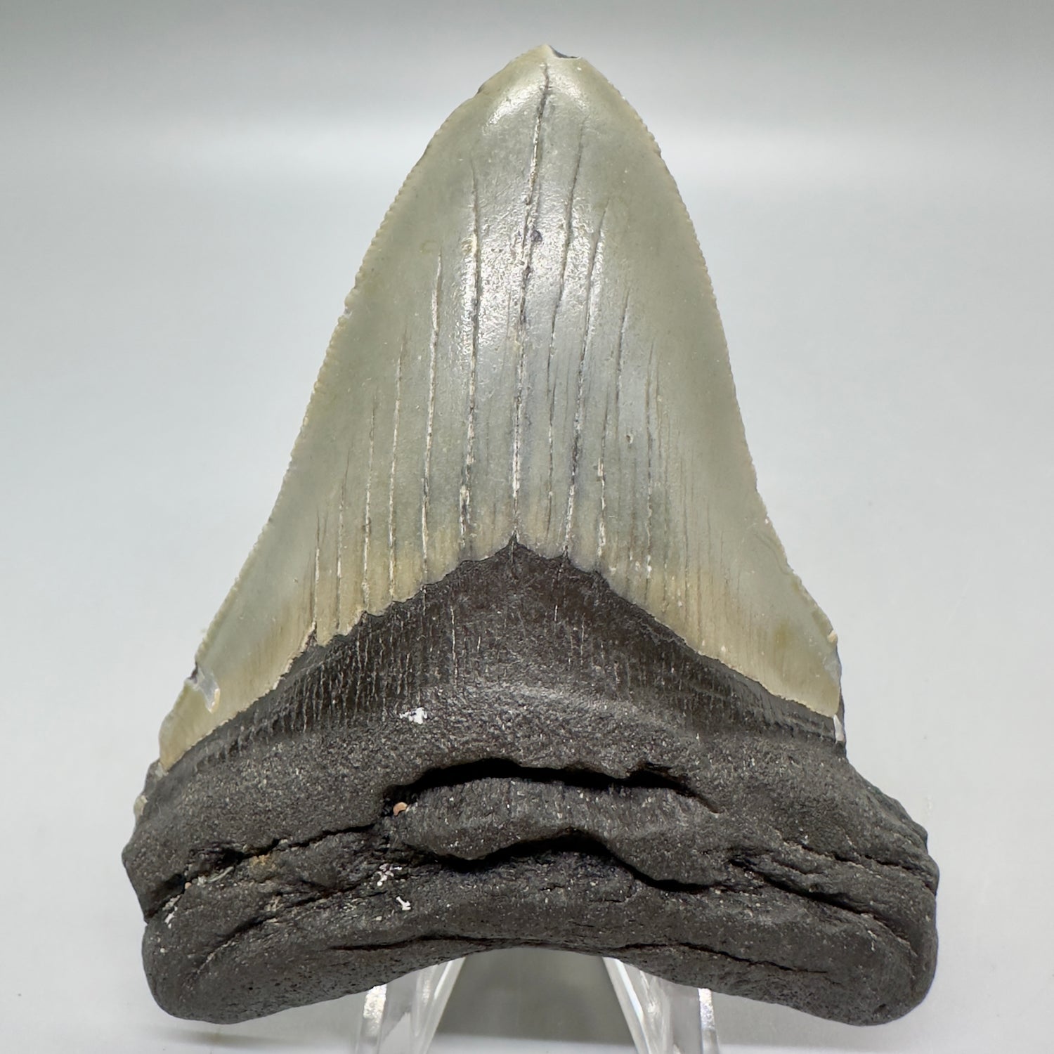 4.05" Colorful Fossil Megalodon Tooth from North Carolina MJ112 - Front