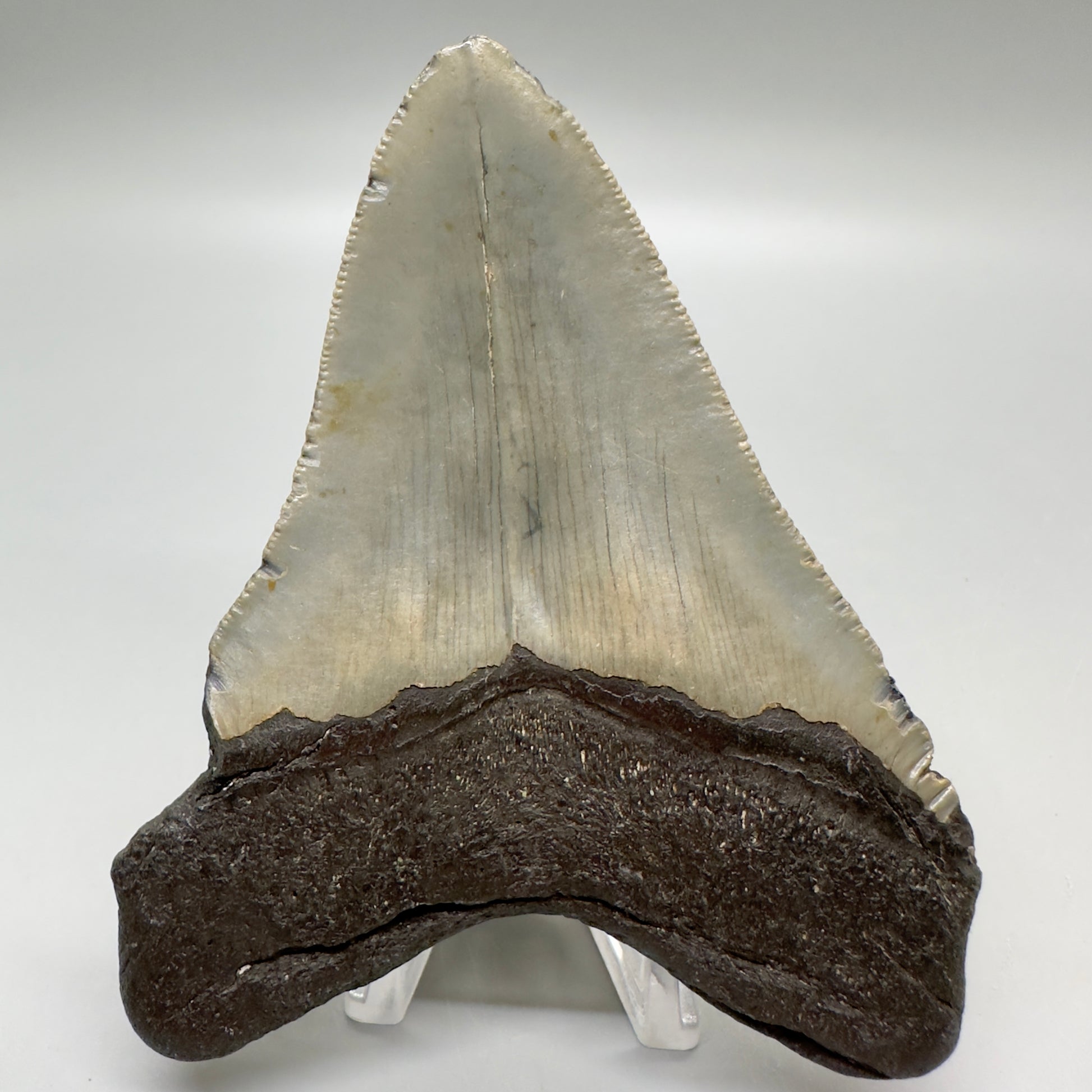 4.05" Colorful Fossil Megalodon Tooth from North Carolina MJ112 - Back