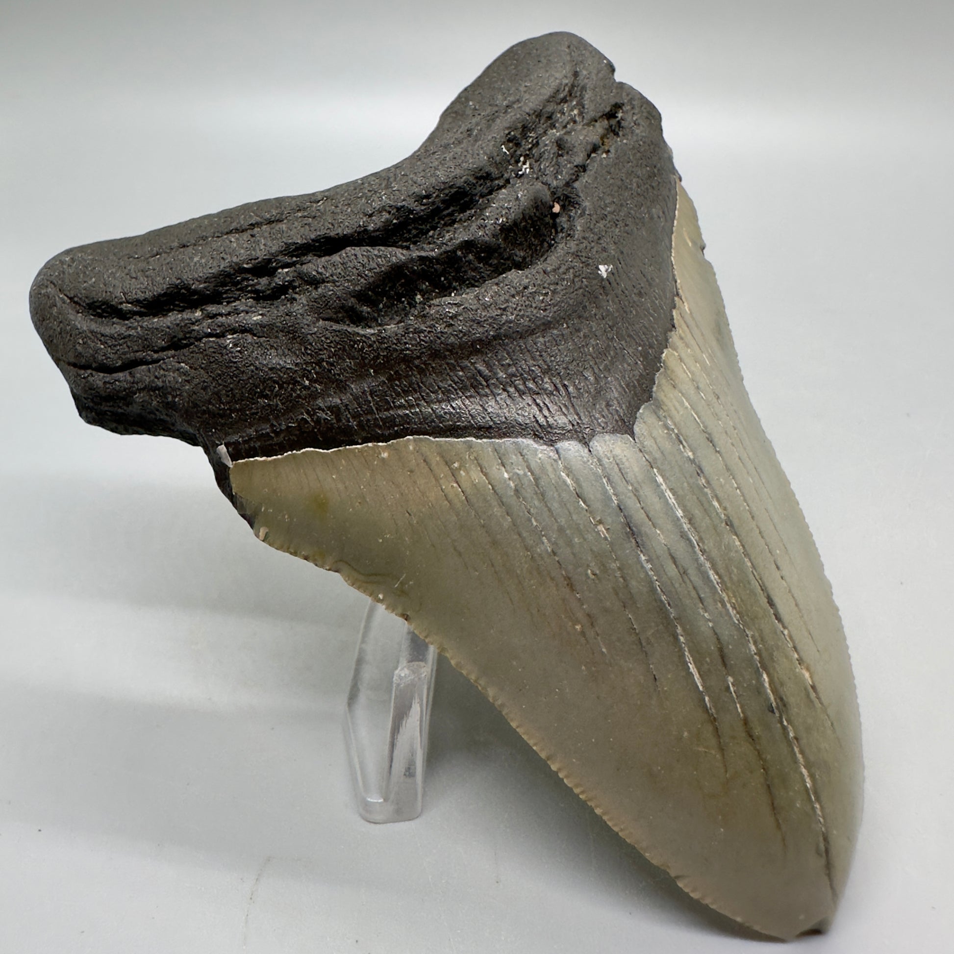 4.05" Colorful Fossil Megalodon Tooth from North Carolina MJ112 - Front left