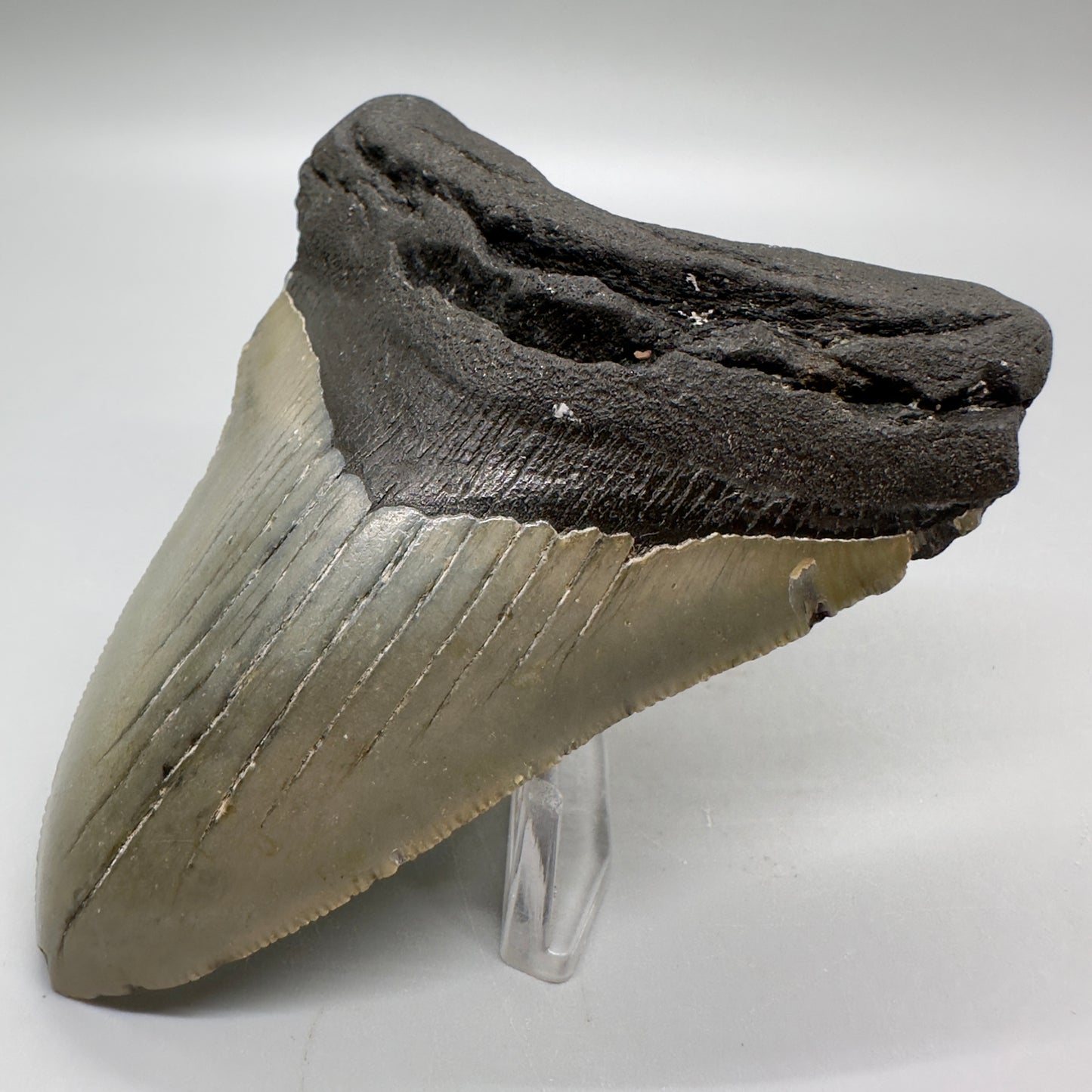 4.05" Colorful Fossil Megalodon Tooth from North Carolina MJ112 - Front right