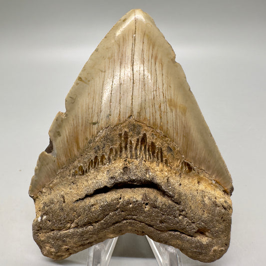 Heart-shape 4.10" Colorful Fossil Megalodon Tooth from North Carolina MJ113 - Front