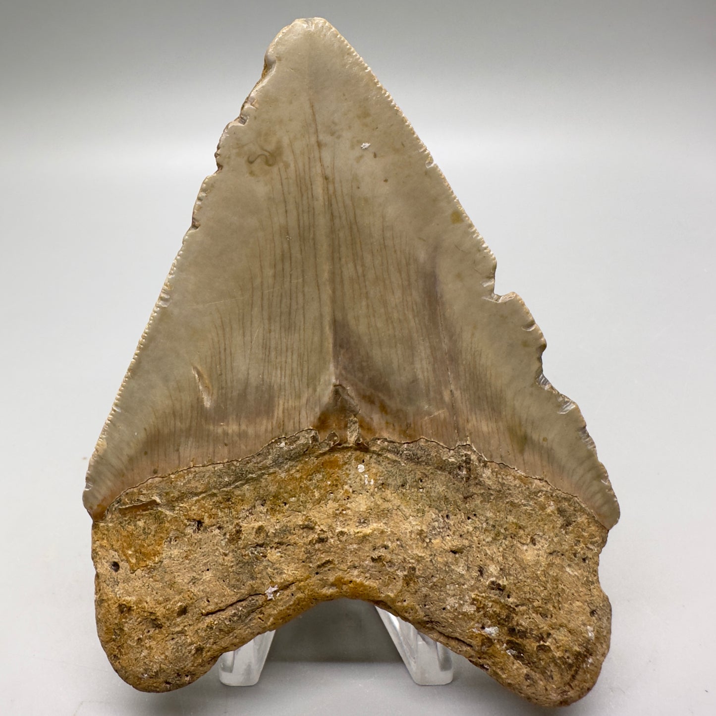 Heart-shape 4.10" Colorful Fossil Megalodon Tooth from North Carolina MJ113 - Back