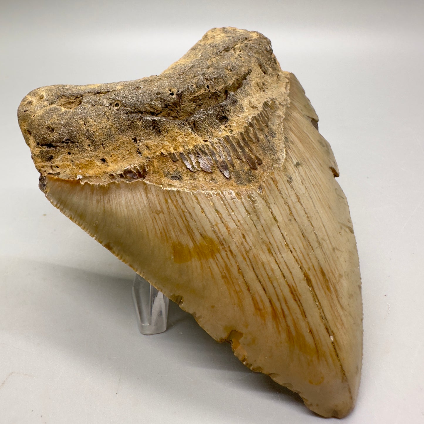 Heart-shape 4.10" Colorful Fossil Megalodon Tooth from North Carolina MJ113 - Front left