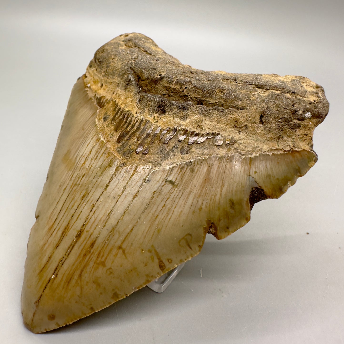 Heart-shape 4.10" Colorful Fossil Megalodon Tooth from North Carolina MJ113 - Front right