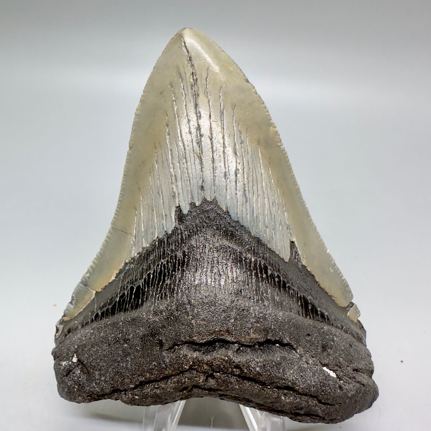 Serrated 4.15" Colorful Fossil Megalodon Tooth from North Carolina MJ114 - Front