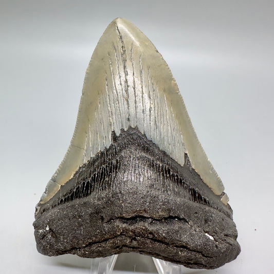 Serrated 4.15" Colorful Fossil Megalodon Tooth from North Carolina MJ114 - Front