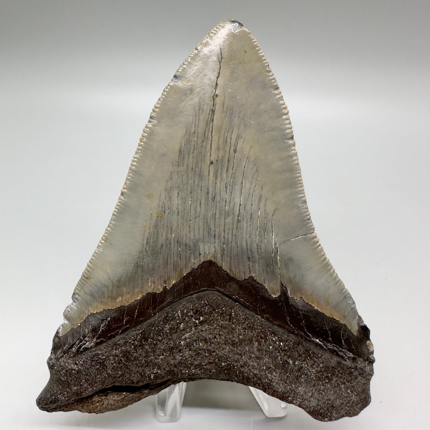 Serrated 4.15" Colorful Fossil Megalodon Tooth from North Carolina MJ114 - Back