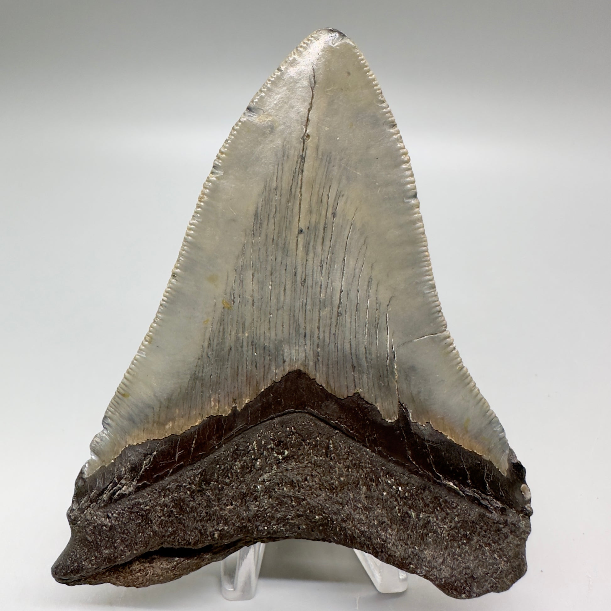 Serrated 4.15" Colorful Fossil Megalodon Tooth from North Carolina MJ114 - Back