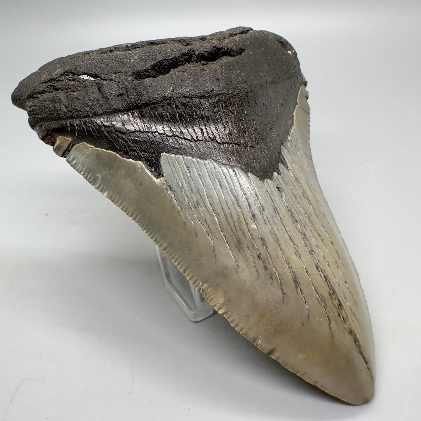 Serrated 4.15" Colorful Fossil Megalodon Tooth from North Carolina MJ114 - Front left