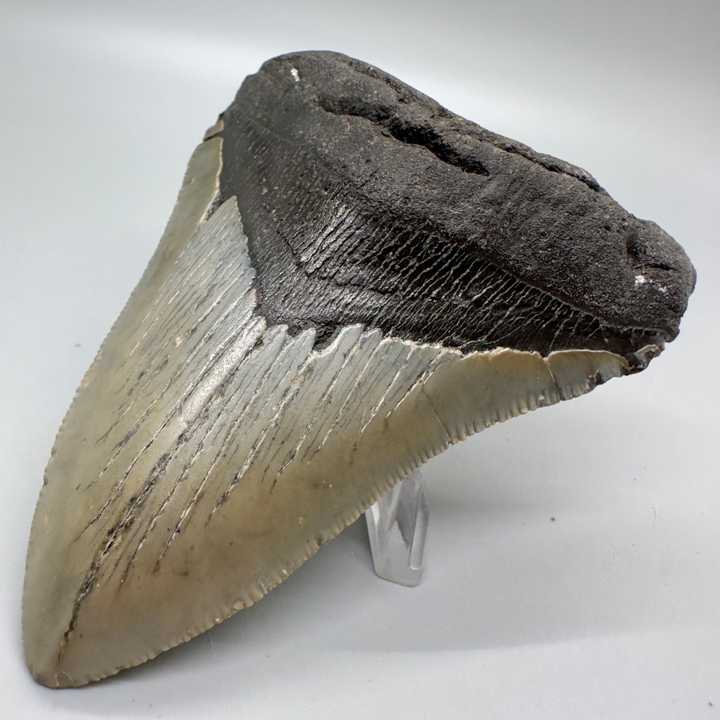 Serrated 4.15" Colorful Fossil Megalodon Tooth from North Carolina MJ114 - Front right