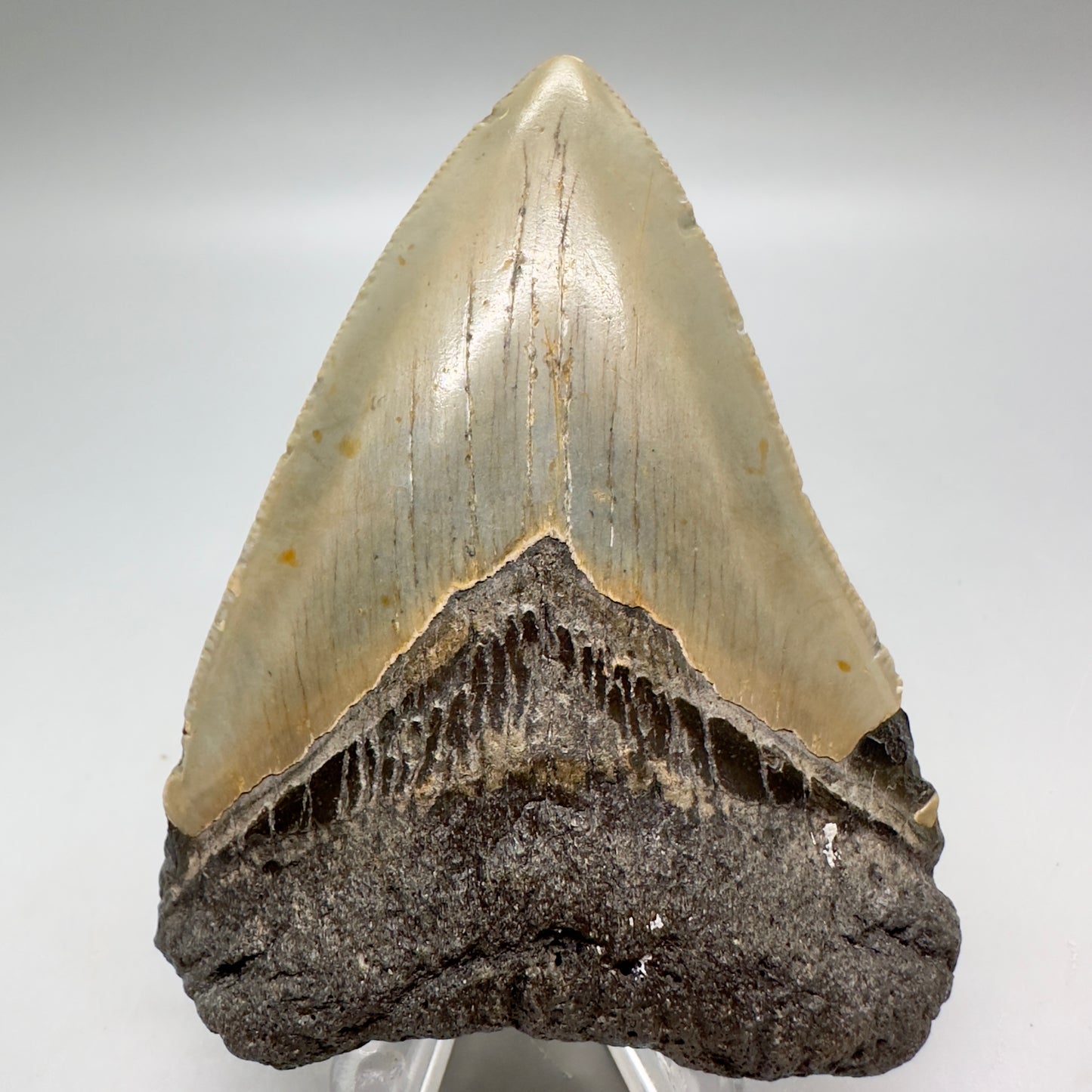 Affordable, Colorful 3.41" Fossil Megalodon Tooth from North Carolina MJ110 - Front
