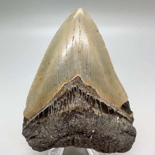 Affordable, Colorful 3.41" Fossil Megalodon Tooth from North Carolina MJ110 - Front