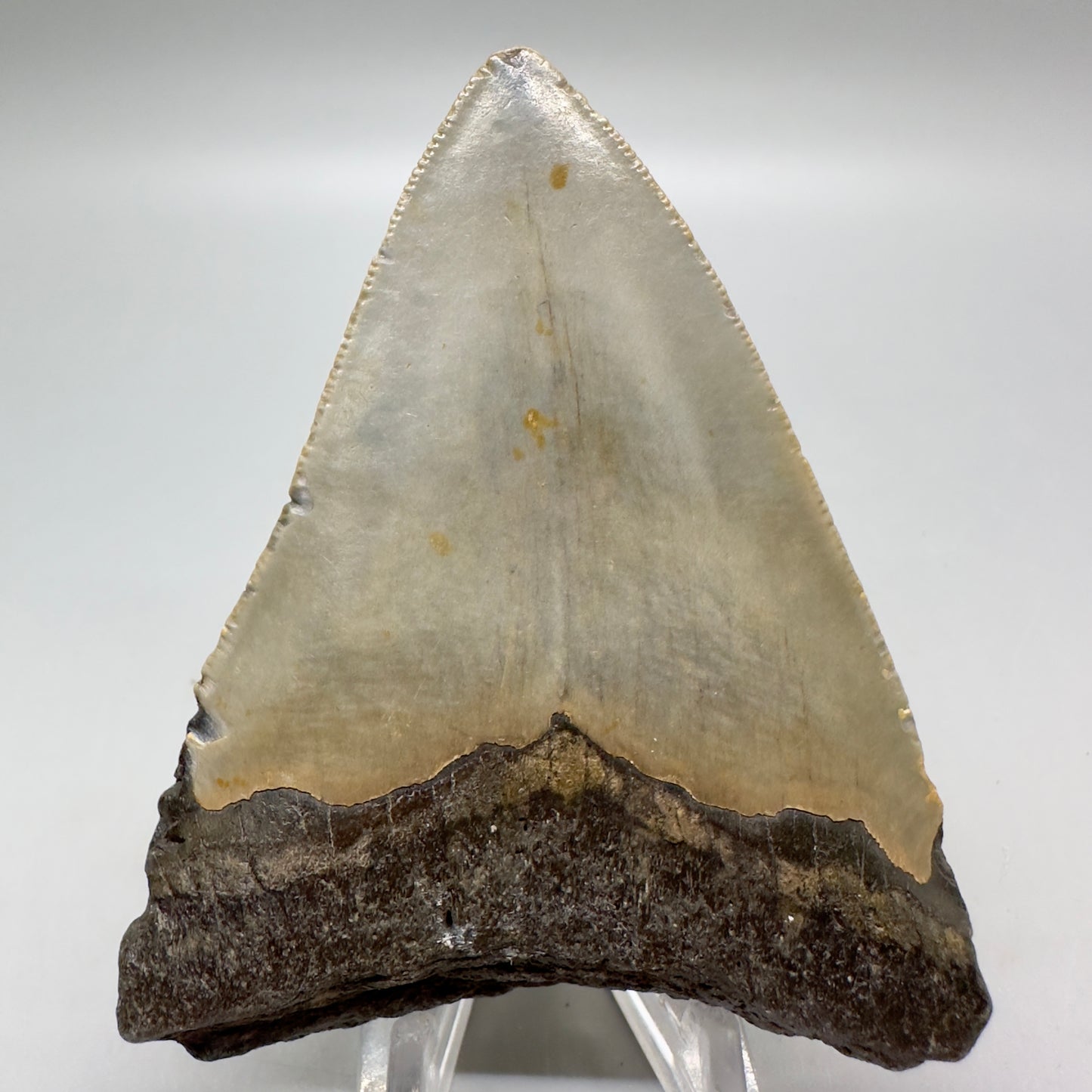 Affordable, Colorful 3.41" Fossil Megalodon Tooth from North Carolina MJ110 - Back